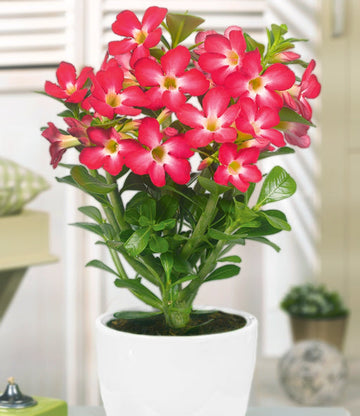 WÃ¼stenrose Flower Seeds for Planting - NON GMO Seeds