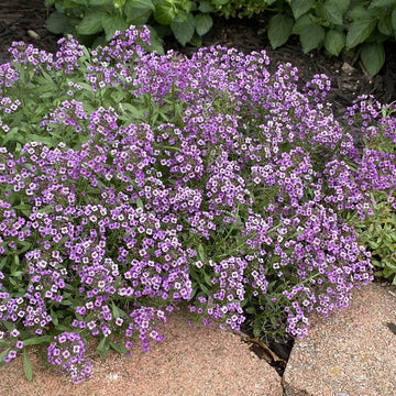 Heirloom Non-GMO Lobularia Maritima Flower Seeds for Garden Planting