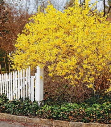 Heirloom Forsythia Hampshire Flower Seeds for Planting, Non-GMO