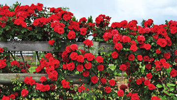 Red Pink Climbing Rose Plant Seeds for Planting Non-GMO Heirloom Garden Seeds for Home and Outdoor Growing
