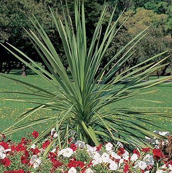 Dracaena Spikes Plant Seeds for Gardening, 100 Pcs pcs