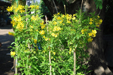 Yellow Flower Pot Plant Seeds for Planting - NON GMO Seeds
