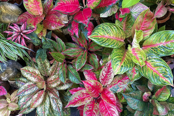Pink Aglaonema Plant Seeds for Planting, NON GMO Seeds- 100 pcs