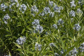 Amsonia Hubrichtii Flower Seeds for Planting ,Heirloom Seeds -100 pcs