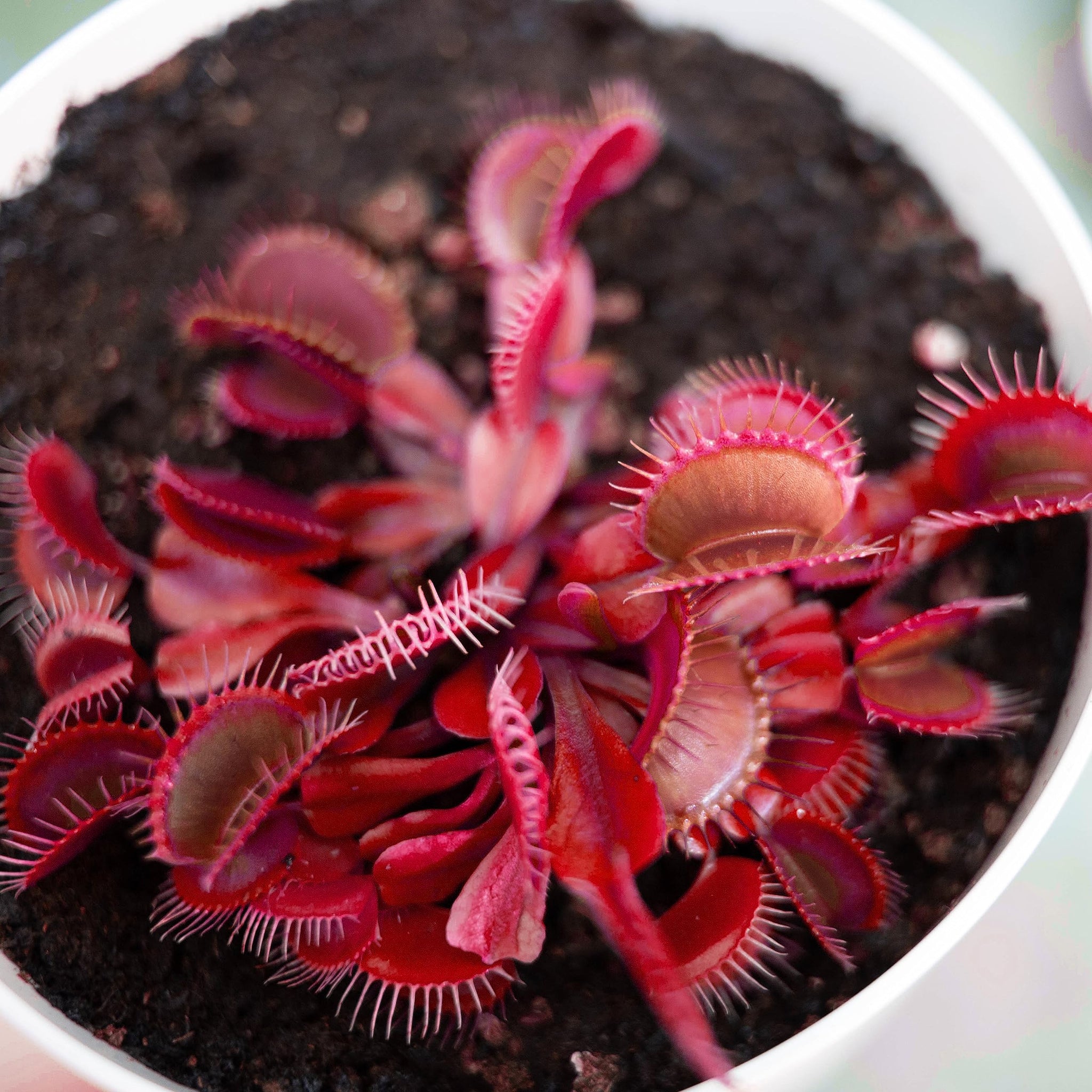 Red Venus Flytrap – Rare Carnivorous Plant | Live Dionaea Muscipula for Home & Garden Terrariums
