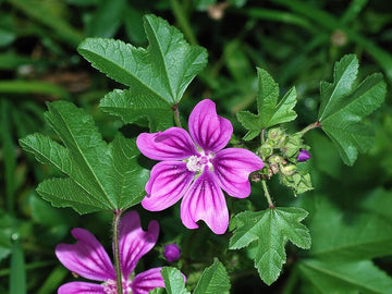 Mallow Flower Seeds for Planting - NON GMO Seeds