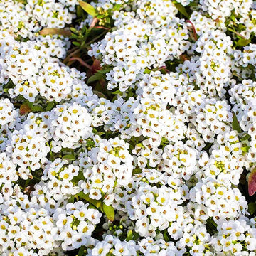 Heirloom Tiny Tim Alyssum Flower Seeds for Planting, Non-GMO, Fragrant Garden Blooms