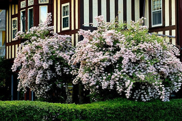 Pink Kolkwitzia Flower Seeds for Planting, NON GMO Seeds