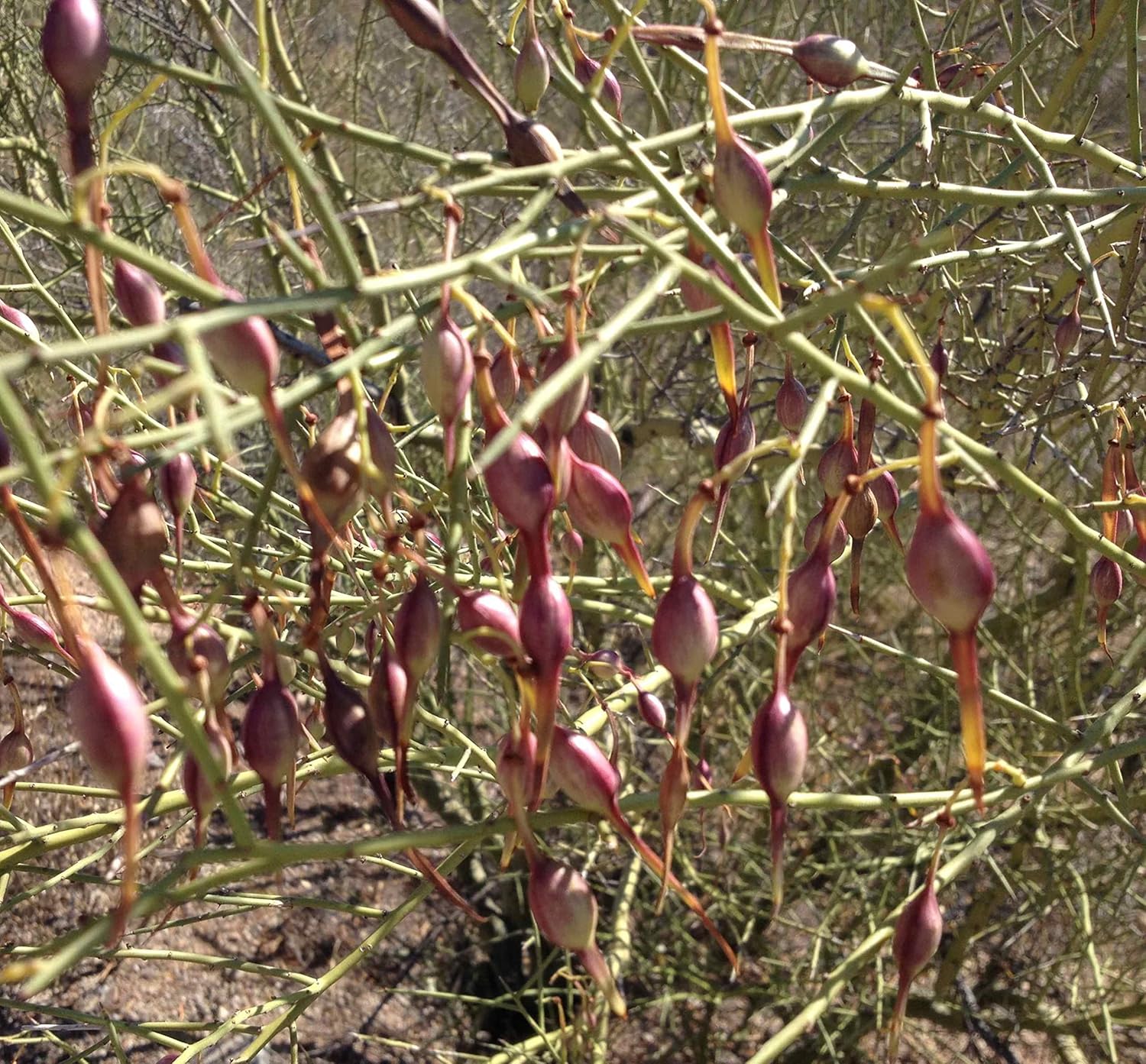 Desert Ironwood Tree Planting Seeds - Non-GMO, Heirloom - 100 pcs for planting in home garden