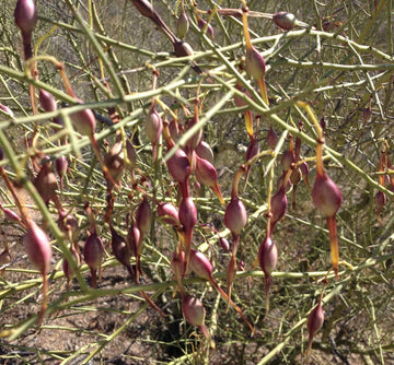 Desert Ironwood Tree Planting Seeds - Non-GMO, Heirloom - 100 pcs
