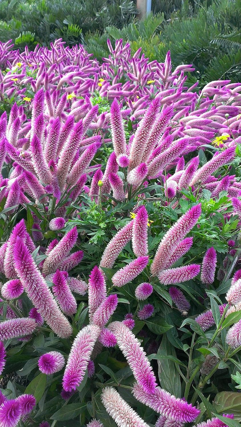 Celosia Spicata Flower Seeds, Heirloom, Non-GMO Unique Garden Accent Seeds - Spicata for planting in home garden