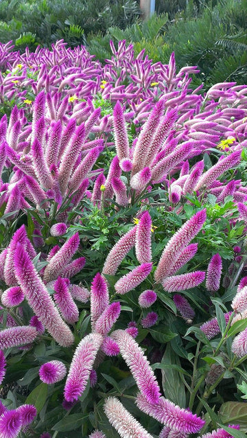 Celosia Spicata Flower Seeds, Heirloom, Non-GMO Unique Garden Accent Seeds