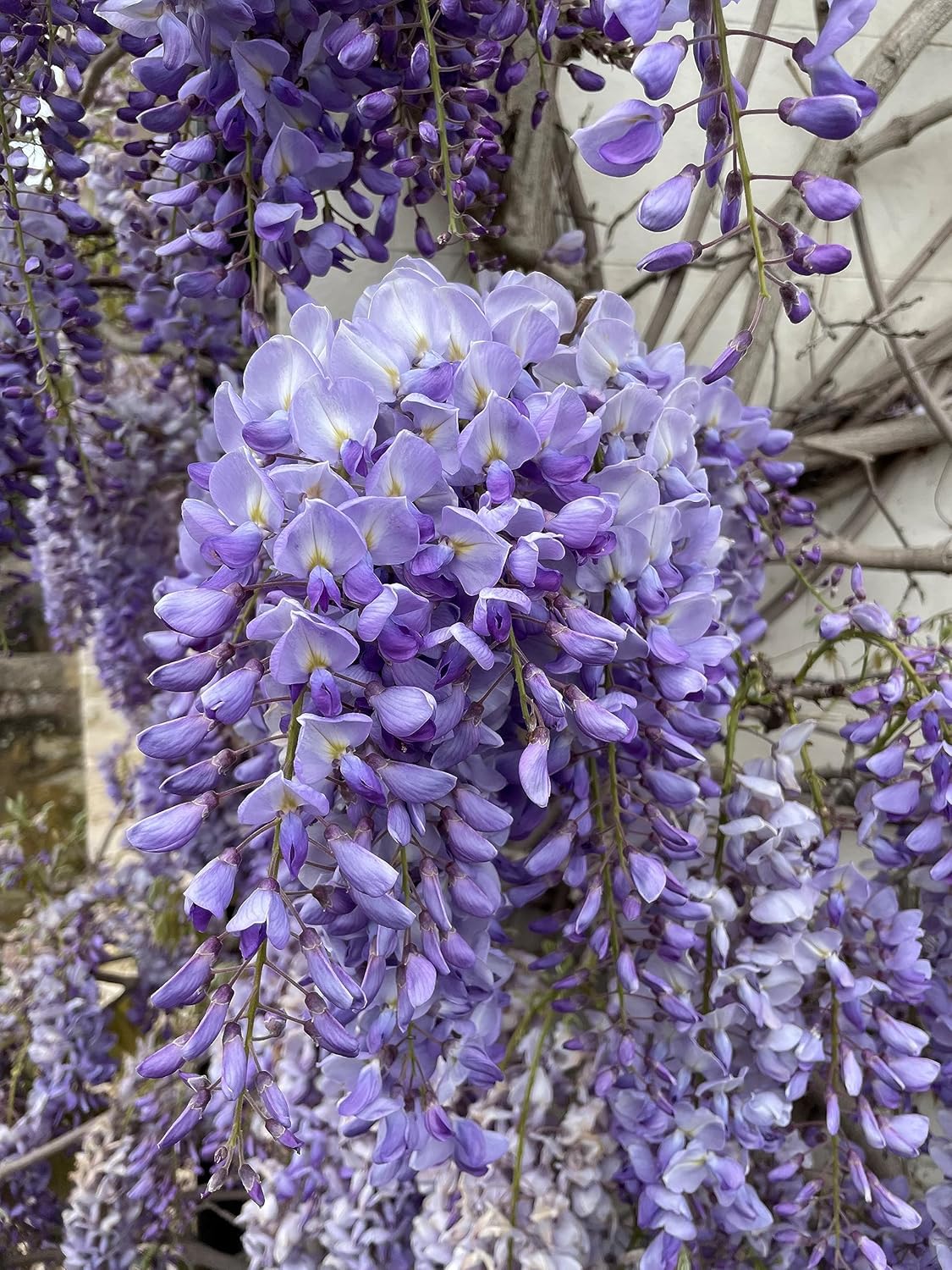 Wisteria Vine Flower Seeds for Planting - NON GMO Seeds for planting in home garden