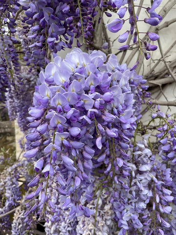 Wisteria Vine Flower Seeds for Planting - NON GMO Seeds