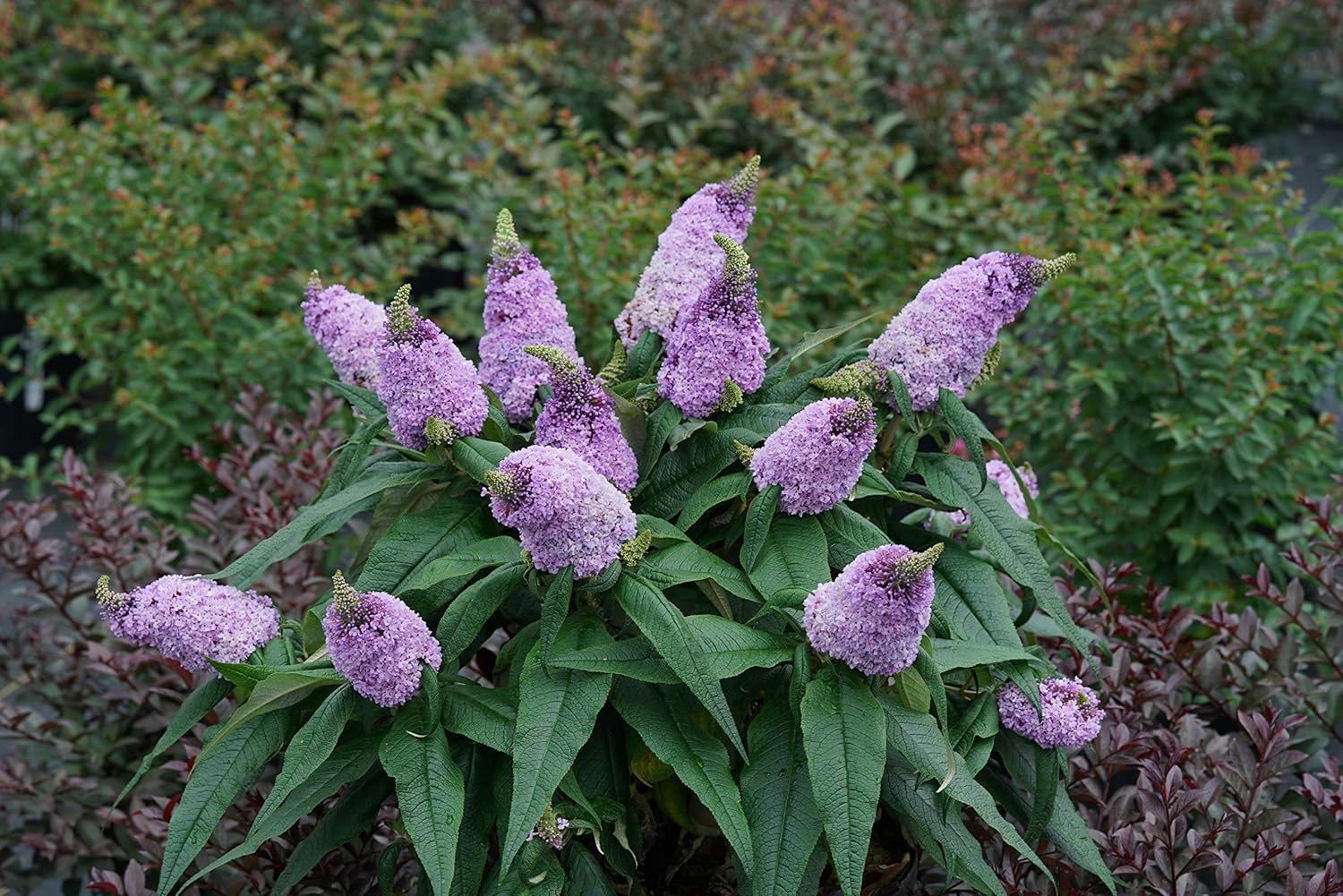 Bush Buddleia Flower Seeds for Planting - 100 pcs seeds for planting in home garden
