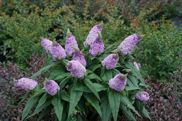 Bush Buddleia Flower Seeds for Planting - 100 pcs
