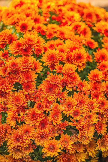Chrysanthemum Flower Seeds for Planting – 100 pcs