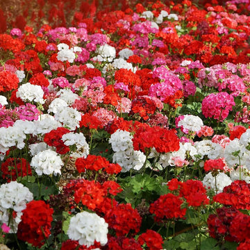 Mixed Geranium Plant Seeds for Planting NON GMO Seeds