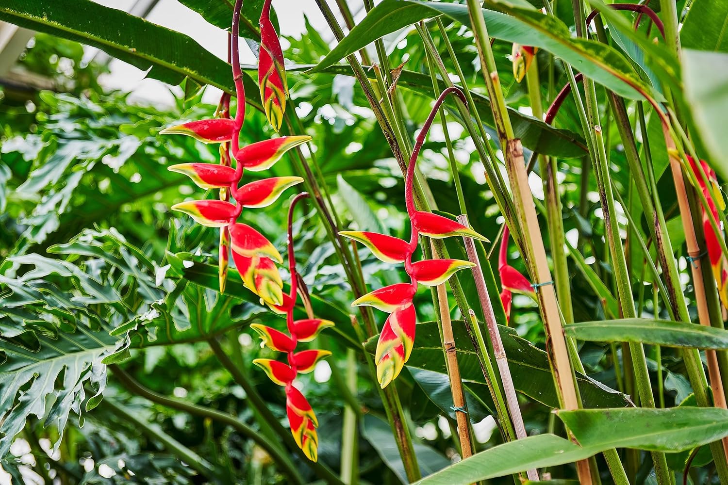 Heliconia Rostrata Planting Seeds - Non-GMO, Heirloom for planting in home garden