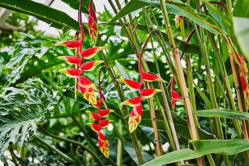 Heliconia Rostrata Planting Seeds - Non-GMO, Heirloom