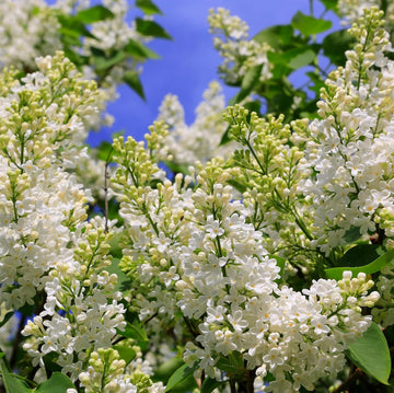 White Japanese Lilac Seeds for Planting â€“ Non-GMO Heirloom Garden Seeds