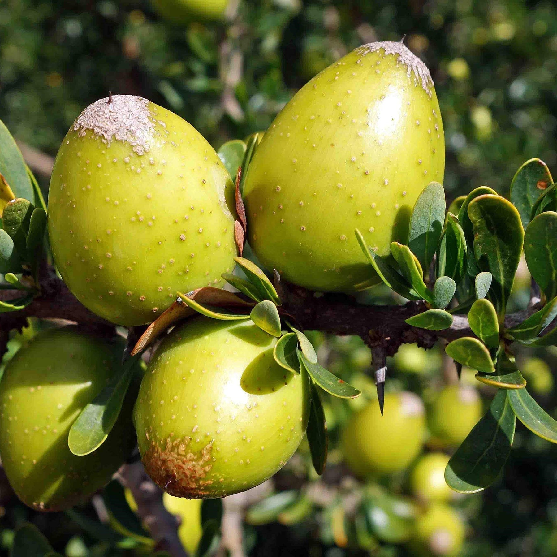 Argania fruit seeds