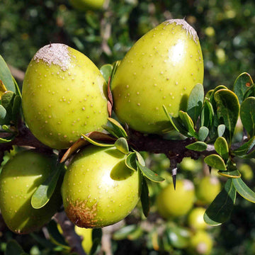 Argania Fruit Seeds for Growing a Resilient and Nutritious Fruit Tree 100 Pcs pcs