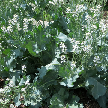 Crambe Maritima Vegetable Seeds