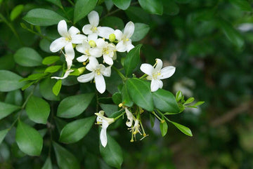 White Murraya Flower Seeds – Heirloom, Non-GMO Seeds for Planting Fragrant Garden Blooms