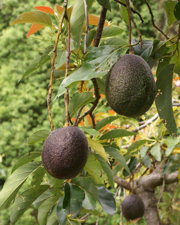 Carmen Hass Avocado Fruit Seeds for Planting – Grow Avocados in Cooler Climates, Heirloom Seeds