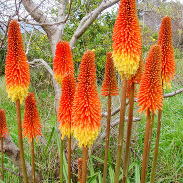 Heirloom Non-GMO Kniphofia Flower Seeds for Planting – Striking Torch-Lily Blooming Seeds