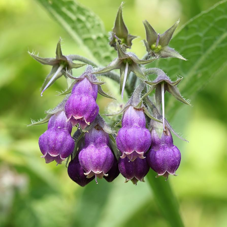 Heirloom Non-GMO Purple Symphytum Flower Seeds for Healing Herb and Pollinator Garden Planting seeds for planting in home garden