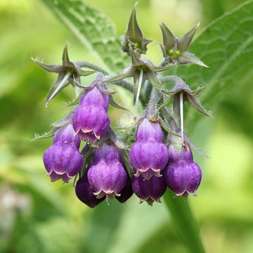 Heirloom Non-GMO Purple Symphytum Flower Seeds for Healing Herb and Pollinator Garden Planting