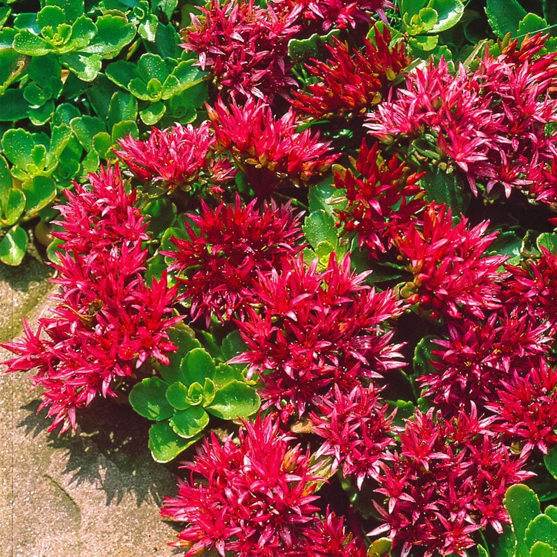 Heirloom Non-GMO Sedum Ground Cover Flower Seeds for Planting – Drought-Tolerant Blooming Seeds - Non-GMO for planting in home garden