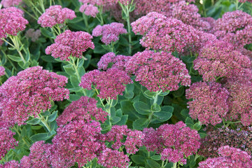 Sedum Dragons Blood Groundcover Plant Seeds for Planting - NON GMO Seeds