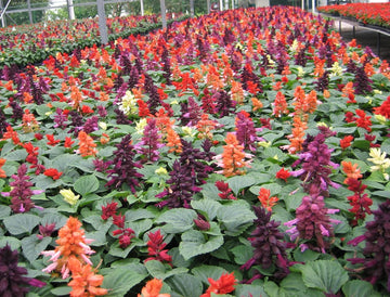 Salvia Flower Seeds – Heirloom Non-GMO Seeds for Pollinator-Friendly and Vibrant Garden Planting