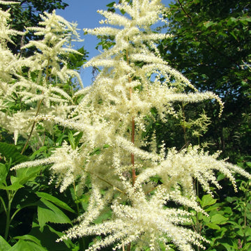 Heirloom Non-GMO Aruncus Flower Seeds for Planting – Elegant Garden Perennial Blooms
