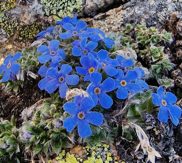 Alpine Flower Seeds for Planting - 100 pcs