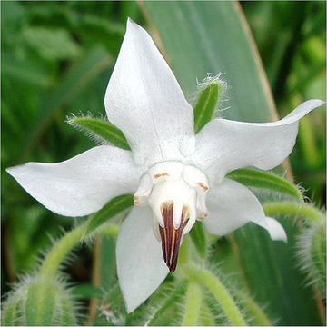 Borage White Seeds for Planting – Organic, Heirloom, Non-GMO Flower & Herb Seeds