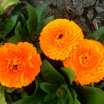 Red Calendula Flower Seeds, Heirloom, Non-GMO Seeds for Planting