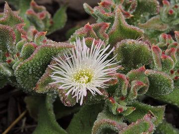 Heirloom Iceplant Mesembryanthemum Crystallinum Seeds for Planting - Non-GMO Seeds