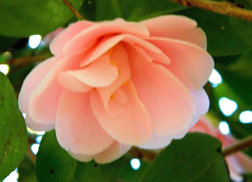 Heirloom Non-GMO Camellia Peach Flower Seeds for Lush Garden Planting