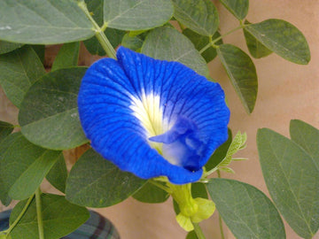 Blue Flower Pot Plant Seeds for Sowing - 100 pcs