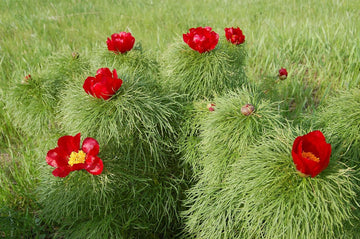 Paeonia Tenuifolia Flower Seeds for Planting NON GMO Seeds
