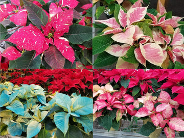Heirloom Non-GMO Multi-Colored Poinsettia Flower Seeds for Planting – Vibrant Holiday Blooming Seeds