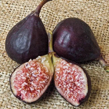 Violette de Bordeaux Fig Fruit Seeds for Planting - Ideal for Fruiting in Warm Climates, Heirloom Seeds