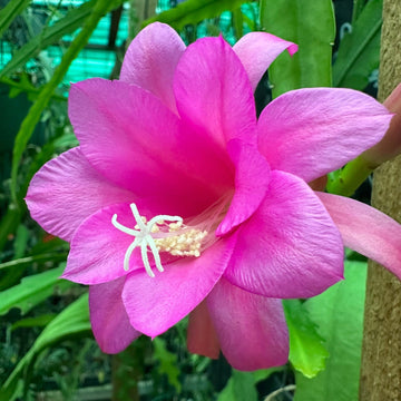 Chiapasia Nelsonii Flower Seeds – Heirloom Non-GMO Rare Cactus Blooms for Unique Garden Planting