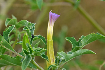 Mix Quercifolia Flower Seeds for Planting - NON GMO Seeds