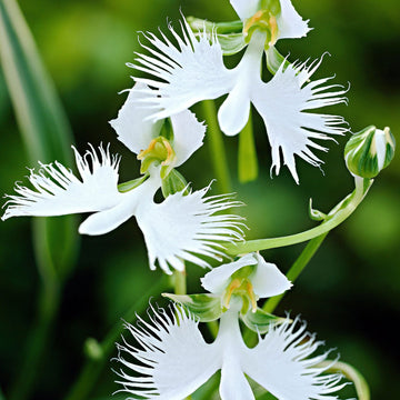 White Orchid Garden Terrace Flower Seeds for Planting - NON GMO Seeds