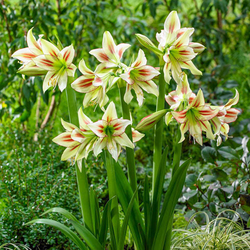 Heirloom Non-GMO Hippeastrum Rutilum Flower Seeds – Vibrant Perennial Bulb Blooms - Non-GMO for planting in home garden